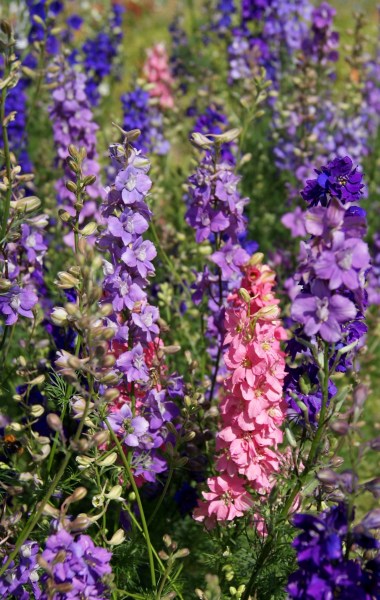 Delphinium Imperial Mixed